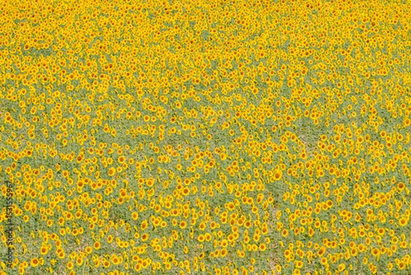 Obraz Sunflower fields in the Spanish countryside