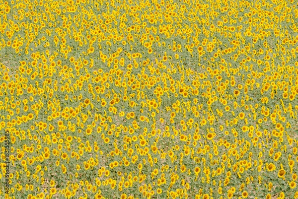 Obraz Sunflower fields in the Spanish countryside