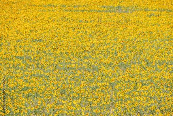 Obraz Sunflower fields in the Spanish countryside
