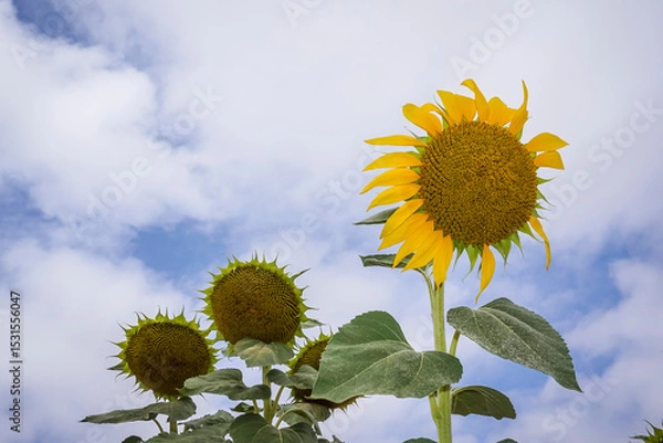 Obraz Sunflower fields in the Spanish countryside