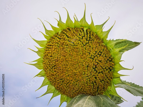 Obraz Sunflower fields in the Spanish countryside