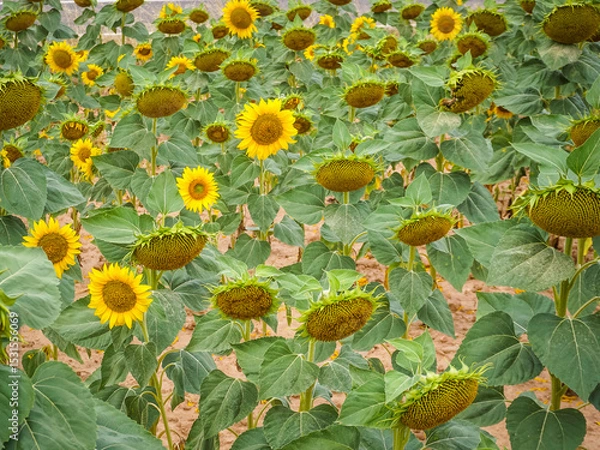 Obraz Sunflower fields in the Spanish countryside