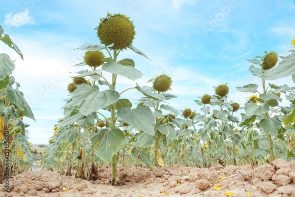 Obraz Sunflower fields in the Spanish countryside