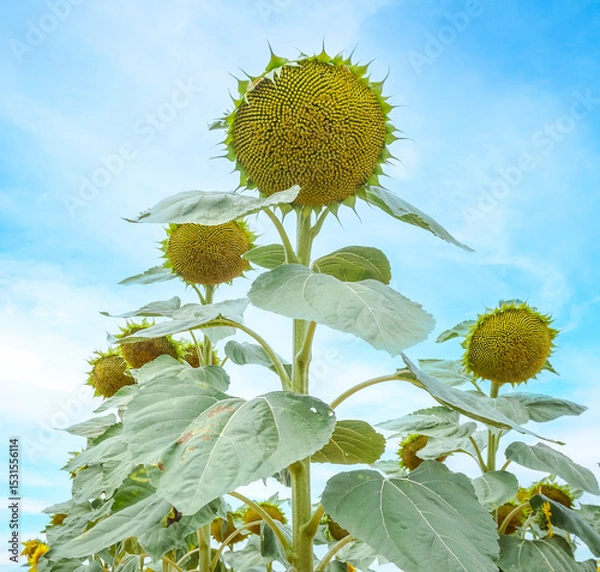 Obraz Sunflower fields in the Spanish countryside