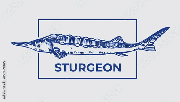 Fototapeta Sturgeon fish, beluga, vector realistic hand drawn sketch, monochrome illustration, black outline on transparent background