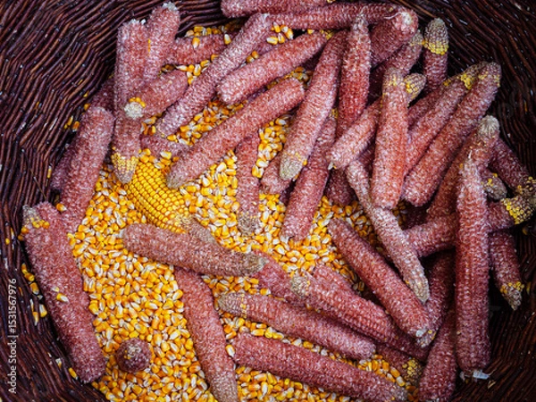 Fototapeta Crushing corn cobs, separating the corn grains from the cob, pile of dry cobs and maize seed in a basket, top view. Husking seeds of maize cobs after harvesting. Organic grain products on home farm.