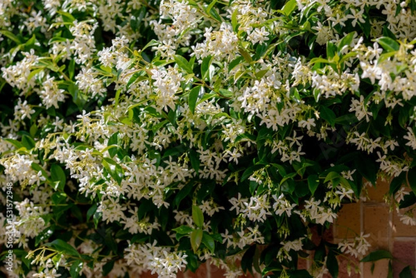 Obraz Selective focus of pure white fragrant flowers Star jasmine creeping on the wall, Trachelospermum jasminoides is a woody, Evergreen climber with rich, Greenery leaves pattern, Nature floral background