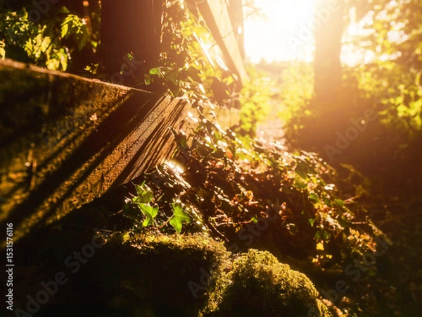 Obraz A wooden fence with a path in between. The path is lined with trees and leaves. The sun is shining through the trees, creating a warm and inviting atmosphere. Hot season mood and vibe.