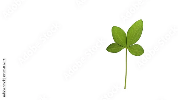 Obraz Green clover leaf isolated on white background 