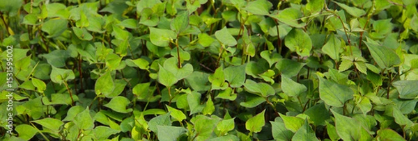 Obraz Houttuynia cordata plant, Houttuynia cordata Thunb.
