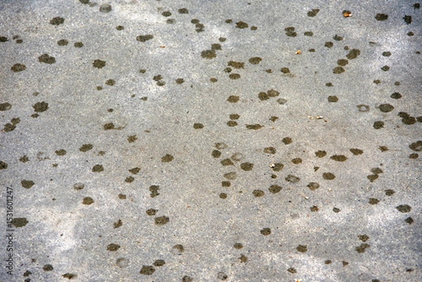 Obraz First raindrops on concrete ground outdoors