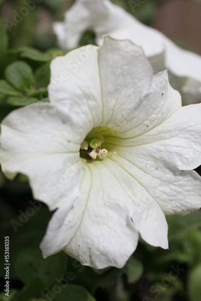 Obraz White Petunia