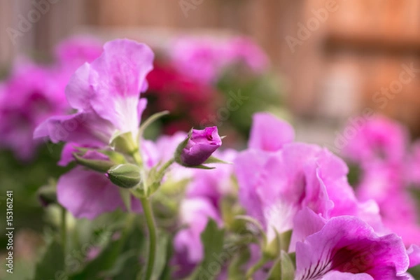 Obraz Martha Washington Geranium