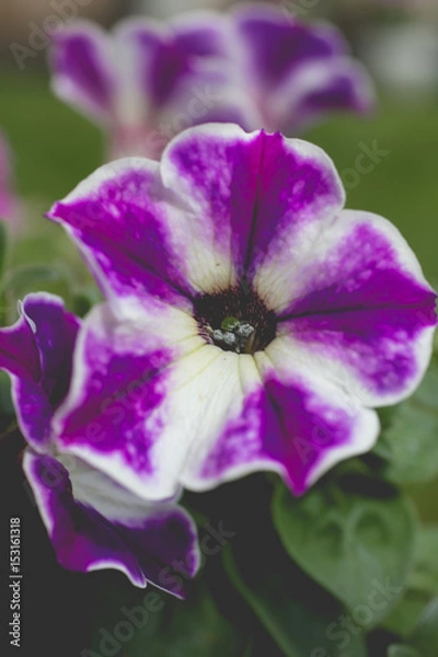Obraz Petunia