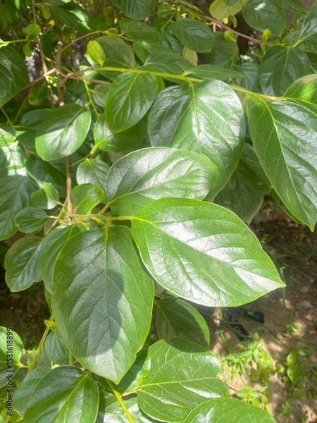 Fototapeta 나뭇잎