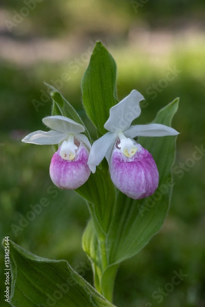 Fototapeta Close up view of a pair of stunning pink and white flower blossoms on a Showy Lady’s Slipper (cypripedium reginae) orchid wildflower plant in a protected outdoor setting