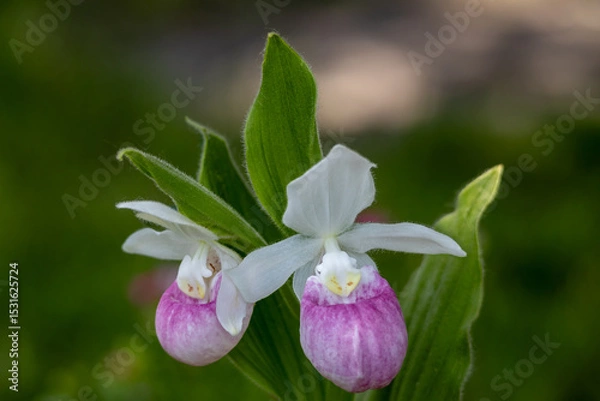 Fototapeta Close up view of a pair of stunning pink and white flower blossoms on a Showy Lady’s Slipper (cypripedium reginae) orchid wildflower plant in a protected outdoor setting