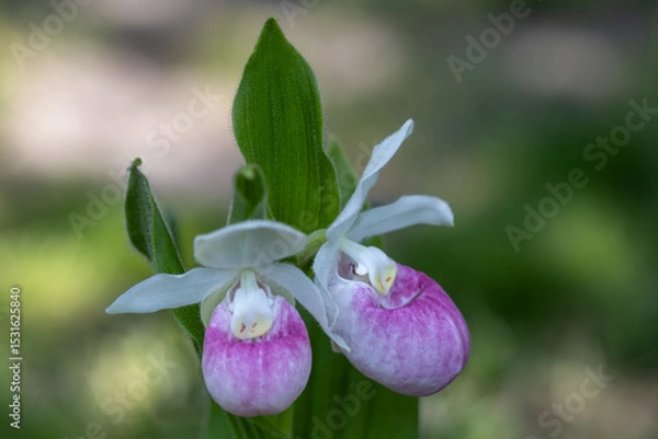 Fototapeta Close up view of a pair of stunning pink and white flower blossoms on a Showy Lady’s Slipper (cypripedium reginae) orchid wildflower plant in a protected outdoor setting