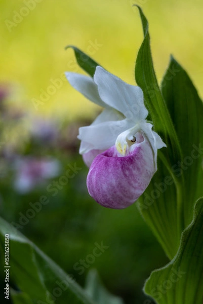 Fototapeta Close up view of a pair of stunning pink and white flower blossoms on a Showy Lady’s Slipper (cypripedium reginae) orchid wildflower plant in a protected outdoor setting