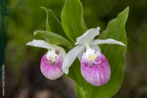 Fototapeta Close up view of a pair of stunning pink and white flower blossoms on a Showy Lady’s Slipper (cypripedium reginae) orchid wildflower plant in a protected outdoor setting