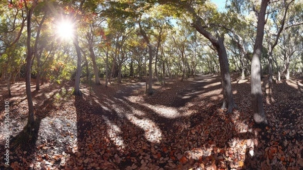 Fototapeta Sunlit autumn forest path