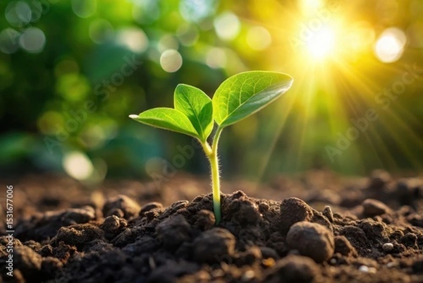 Obraz A Tiny Sprout Reaching for the Golden Sunlight, a Symbol of Growth and New Beginnings in the Lush Green Landscape