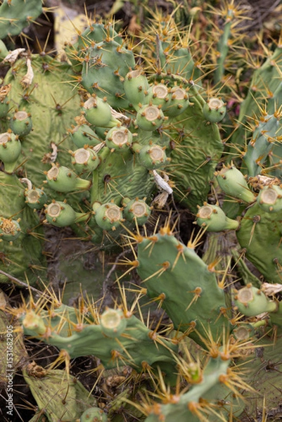 Fototapeta Prickly pear cactus fruits. Opuntia ficus-indica, Ria Formosa, Cacela Velha, Algarve	