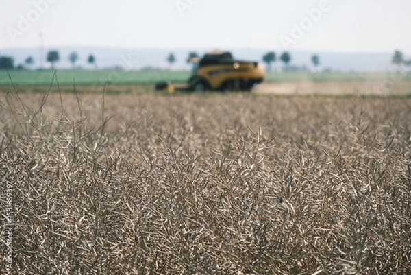 Fototapeta A yellow tractor is in a field of dry grass