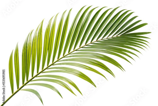 Fototapeta Ai generated image of a vibrant green palm frond, isolated on transparent background