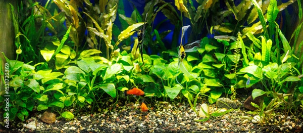 Fototapeta Aquarium with tropical plants, Angel, Molly, Danio and Neon fish swimming near its bottom and in midground level