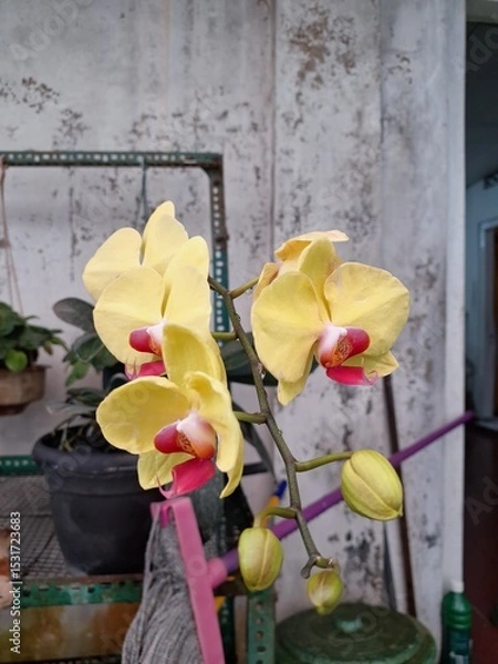 Fototapeta Orchids belonging to the Orchidaceae family are a diverse group of flowering plants with a wide array of unique features.