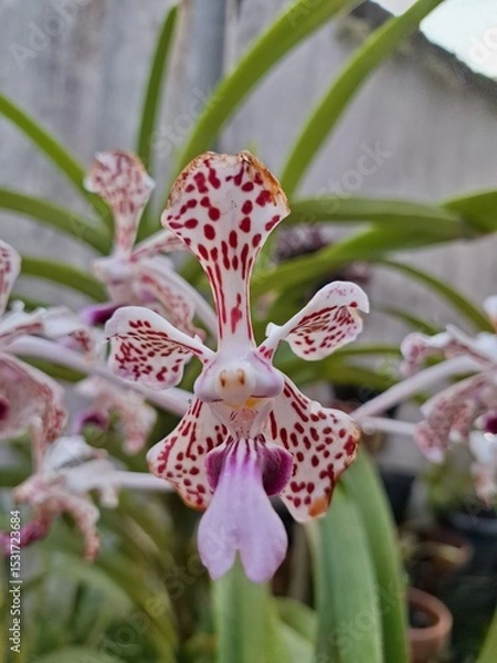 Fototapeta Orchids belonging to the Orchidaceae family are a diverse group of flowering plants with a wide array of unique features.
