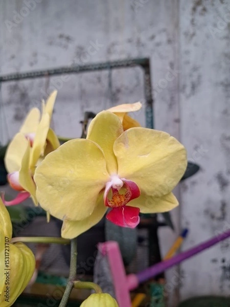 Fototapeta Orchids belonging to the Orchidaceae family are a diverse group of flowering plants with a wide array of unique features.