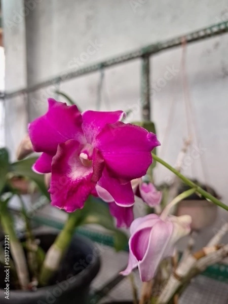Fototapeta Orchids belonging to the Orchidaceae family are a diverse group of flowering plants with a wide array of unique features.