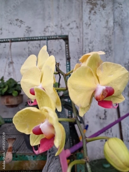 Fototapeta Orchids belonging to the Orchidaceae family are a diverse group of flowering plants with a wide array of unique features.