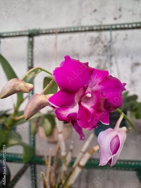 Fototapeta Orchids belonging to the Orchidaceae family are a diverse group of flowering plants with a wide array of unique features.