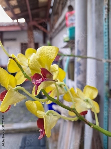 Fototapeta Orchids belonging to the Orchidaceae family are a diverse group of flowering plants with a wide array of unique features.