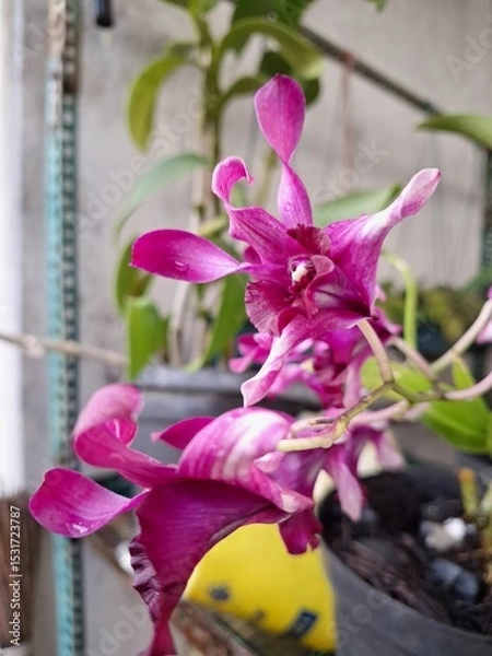 Fototapeta Orchids belonging to the Orchidaceae family are a diverse group of flowering plants with a wide array of unique features.