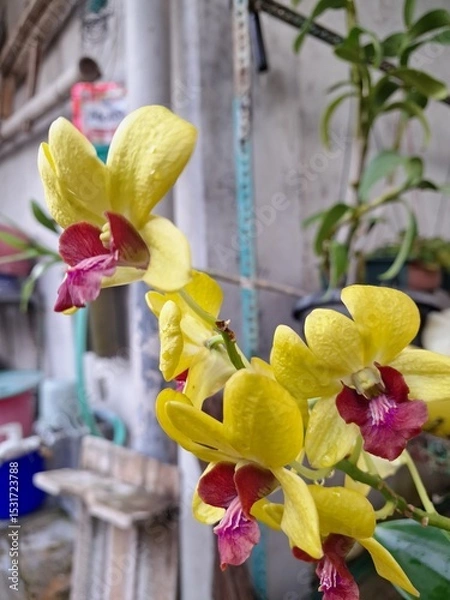 Fototapeta Orchids belonging to the Orchidaceae family are a diverse group of flowering plants with a wide array of unique features.