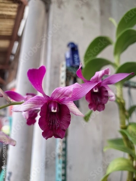 Fototapeta Orchids belonging to the Orchidaceae family are a diverse group of flowering plants with a wide array of unique features.