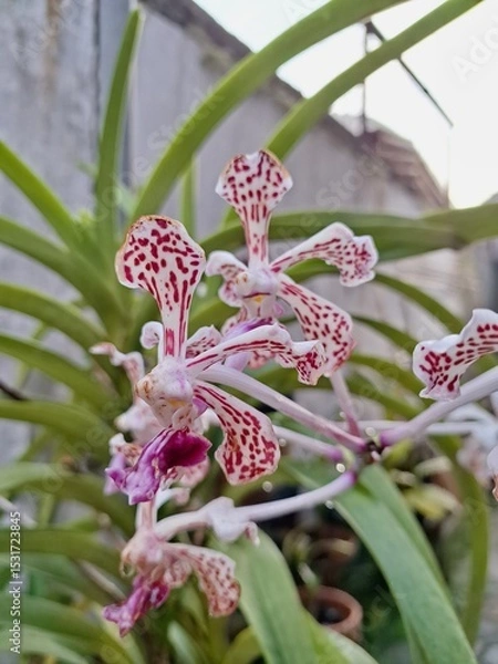 Fototapeta Orchids belonging to the Orchidaceae family are a diverse group of flowering plants with a wide array of unique features.