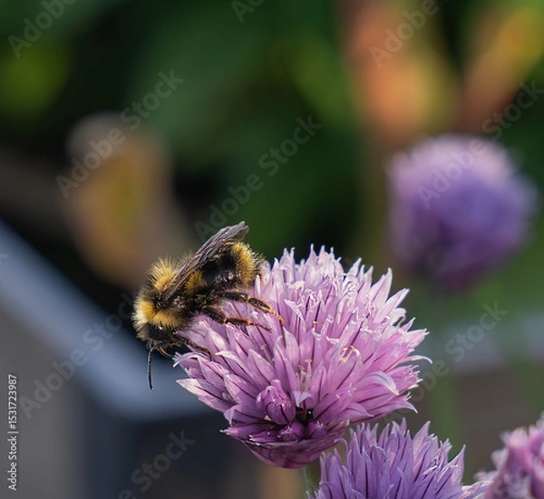 Fototapeta Honeybee with pollen visible on legs on chive flowerheads.