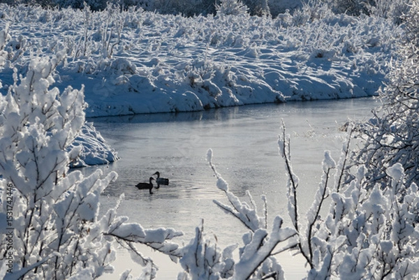 Obraz two wild ducks on a snowy day
