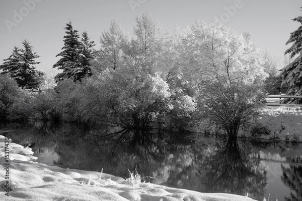Obraz winter reflections with trees and snow