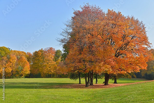 Fototapeta Beautiful forest in fall with autumn leaf colour