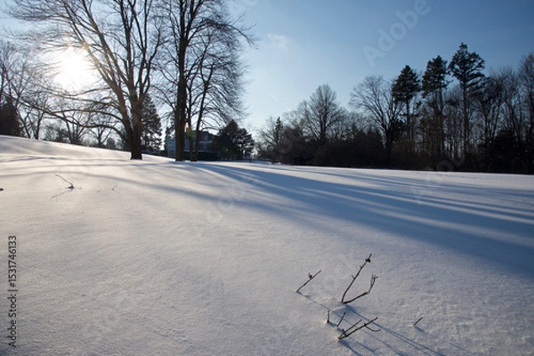Fototapeta Lens flare in the maple tree in the snow covering the public park