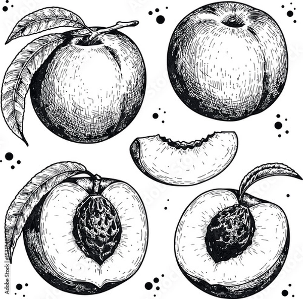 Fototapeta Peach fruit vector drawing set. Hand drawn collection of peaches, whole and sliced. Engraved style illustration for juice, jam, cosmetic.