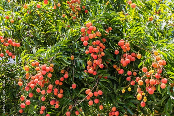 Obraz The lychees are ripe in summer