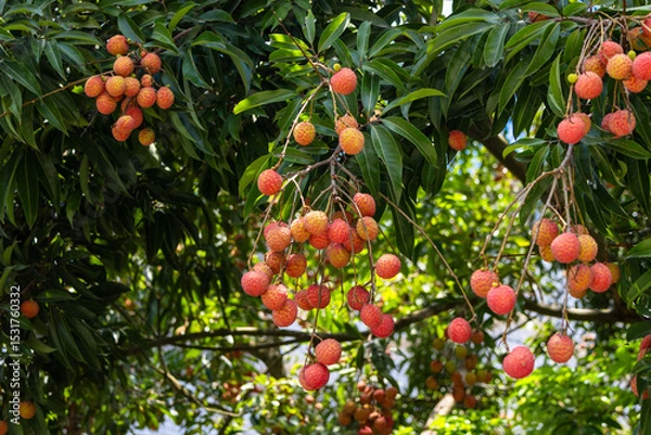 Obraz The lychees are ripe in summer