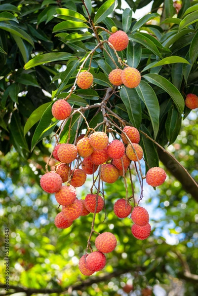 Obraz The lychees are ripe in summer